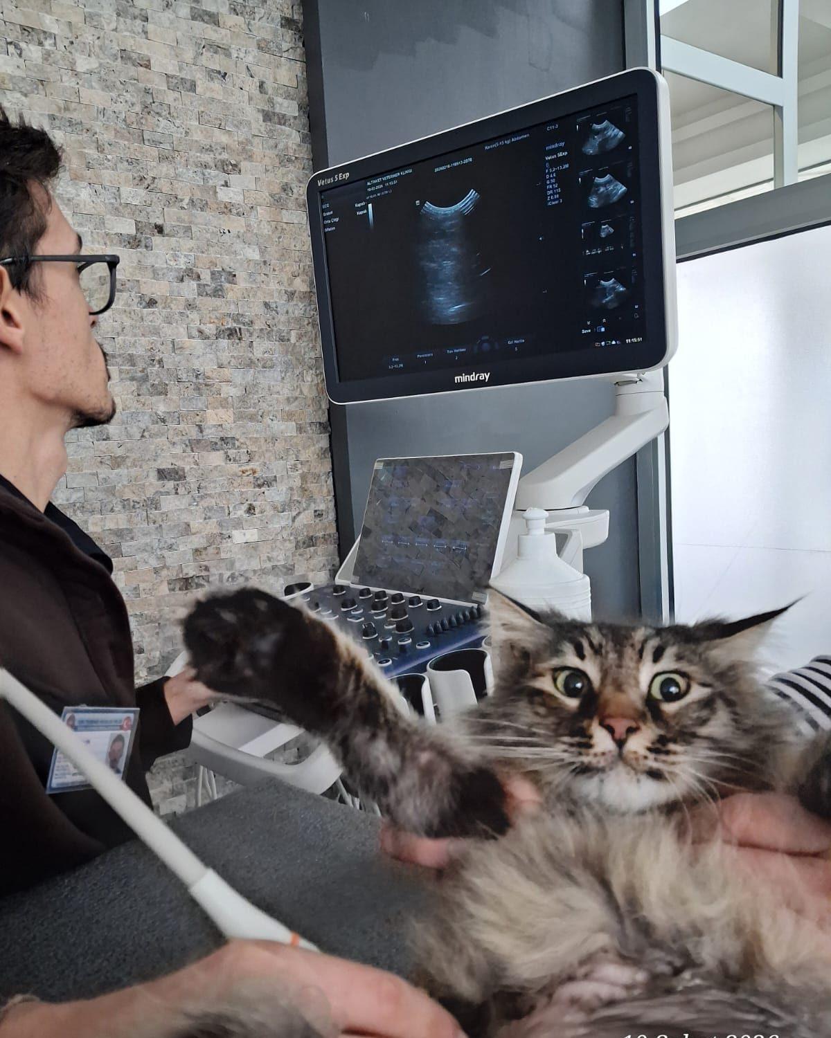 Klinik içi laboratuvar — aynı gün sonuçlarla tanı desteği